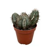 Euphorbia Horrida 'Hybrid' (Kaktüs)