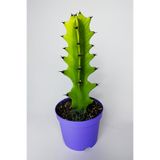 Euphorbia Kaktüs (Süt Ağacı) – Aşı Altı Uyumlu