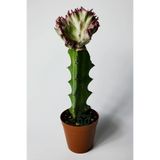 Euphorbia Lactea Cristata Variegata Aşılı Kaktüs Pembe