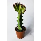 Euphorbia Lactea Cristata Variegata – Dark Rim – 5.5 Cm Saksıda