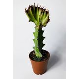 Euphorbia Lactea Cristata Variegata Kaktüs – Dark Rim