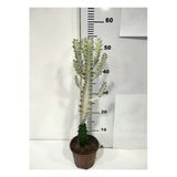 Euphorbia Lactea White Ghost Özel Tür Aşılı Kaktüs - Uzunluk