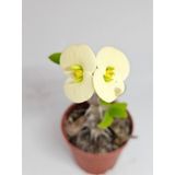 Euphorbia Milii Beyaz Çiçek Açan Kaktüs 5,5cm Saksılı-9087063374690