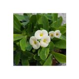 Euphorbia Milii - Beyaz Çiçekli Dikenler Tacı