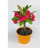 Euphorbia Milii Büyük Çiçekli Dikenler Tacı Koyu Pembe 30-40 cm