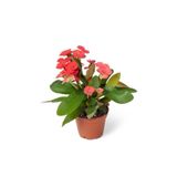 Euphorbia Milii Dikenler Tacı Çiçekli Kaktüs, BTSR276