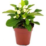 Euphorbia Milii Dikenler Tacı Çiçekli Kaktüs ve Bitki Besini