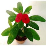 Euphorbia Milii, Dikenler Tacı, Kırmızı Çiçek Açan Sukulent 10-20 cm