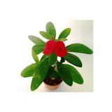 Euphorbia Milii, Dikenler Tacı, Kırmızı Çiçek Açan Sukulent 5,5 Cmm Saksıda
