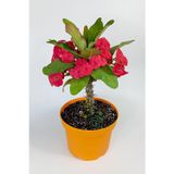 Euphorbia Milii (eforbia) büyük çiçekli dikenler tacı koyu pembe 30cm-40cm boy
