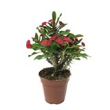 Euphorbia Milii 'Pink' (Dikenler Tacı Çiçeği) Ø12 CM H20-25 CM