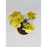 Euphorbia Milii Sarı Çiçek Açan Kaktüs 5,5cm Saksılı-9007685868674