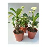 Euphorbia Milii Sarı (Dikenler Tacı) Çiçeği Fidanı 10-20 Cm