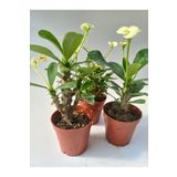 Euphorbia Milii Sarı(Dikenler Tacı) Çiçeği 3 Adet 8.5Cm Saksıda