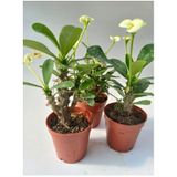Euphorbia Milii Sarı(Dikenler Tacı)Çiçeği 8.5cm Saksıda