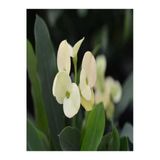 Euphorbia Milii White Dikenler Tacı Beyaz Ev Ofis Salon İç Mekan Bitkisi 25 Cm, BTSR137
