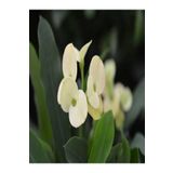Euphorbia Milii White Dikenler Tacı Beyaz Ev Ofis Salon İç Mekan Bitkisi 25 Cm, BTSR137