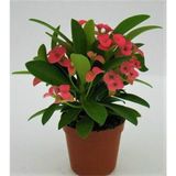 Euphorbia Milii,,dikenler Tacı Pembe Renk Ithal Kaktüs Ev Ofis Iç Mekan Bitkisi 12 Cm Büyük Saksıda
