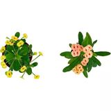 Euphorbia Milli Dikenler Tacı 2'Li Set 10-20 Cm