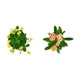 Euphorbia Milli Dikenler Tacı 2'li Set