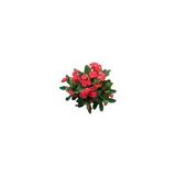 Euphorbia Milli Dikenler Tacı Kaktüsü 10-20 Cm