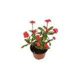 Euphorbia Milli Dikenler Tacı Kırmızı 10-20 Cm