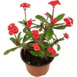 Euphorbia Milli Dikenler Tacı Kırmızı Iç Mekan Dekoratif Bitki