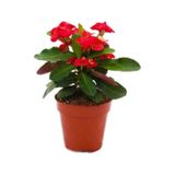 Euphorbia Milli Dikenler Tacı Kırmızı Renk 10-20 Cm
