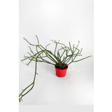 Euphorbia Tirucalli Kalem Kaktüs Özel Tür Nadide Kaktus Tekli Kaktüs 8.5 cm Saksıda