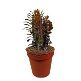 Euphorbia Trigona Afrika Süt Ağacı Kaktüsü15-20cm