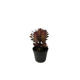 Euphorbia Trigona 'rubra' - Kaktüs
