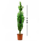 Euphorbia Trigona (Süt Ağacı)