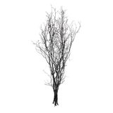 Euro Flora Gürgen Dalı 60-80 cm Siyah Kuru Bitki