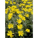 Euryops Pectinatus Sarı Çalı Papatyası