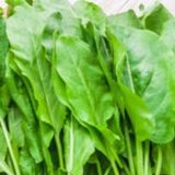 Ev Ve Bahçe Kuzu Kulağı(Rumex Acetosella) Tohumu(50 Tohum)
