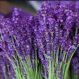 Ev Ve Bahçe Lavandula Angustifolia Lavanta Tohumu (1000 Tohum)
