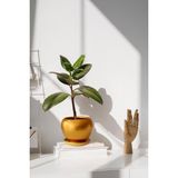 Evdek Tabaklı Altın Tombul Çömlek Saksı 16X15 cm