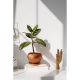 Evdek Tabaklı Bronz Tombul Çömlek Saksı 16X15 cm - 16 x 15