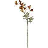 Evdema Vitale Bezelye Çiçeği Yellow Brown Bezay Çiçek 25* AK.JZ0010