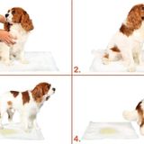 EveFix Yıkanabilir Köpek Çiş Pedi - 100 X 100 Cm