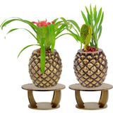 Evene Ahşap Ayaklı Beton Saksı Büyük Boy Set 2 Adet Ananas Model - Gold