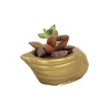 Evene Mini Çiçek Saksı Küçük Sukulent Altın Kaktüs Saksısı Mini Deniz Salyangozu Model, edenizsalyangozsaksi