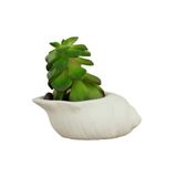 Evene Mini Çiçek Saksı Küçük Sukulent Beyaz Kaktüs Saksısı Mini Deniz Salyangozu Model, edenizsalyangozsaksi