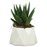Evene Mini Çiçek Saksı Küçük Sukulent Beyaz Kaktüs Saksısı Mini Poly 1 Model, eminipol1saksiby