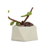 Evene Mini Çiçek Saksı Küçük Sukulent Beyaz Kaktüs Saksısı Mini Poly 2 Model, eminipoly2saksi