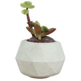 Evene Mini Çiçek Saksı Küçük Sukulent Beyaz Kaktüs Saksısı Mini Poly Silindir Model, epolysilindirminisaksiby