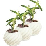 Evene Mini Çiçek Saksı Küçük Sukulent Eskitme Kaktüs Saksısı 3'lü Set Kalın Çizgili Spiral Model - Beyaz