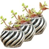 Evene Mini Çiçek Saksı Küçük Sukulent Eskitme Kaktüs Saksısı 3'lü Set Kalın Çizgili Spiral Model - Gri