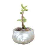 Evene Mini Çiçek Saksı Küçük Sukulent Gümüş Kaktüs Saksısı Mini Deniz Salyangozu Model, edenizsalyangozsaksi
