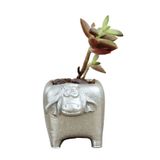 Evene Mini Çiçek Saksı Küçük Sukulent Gümüş Kaktüs Saksısı Mini Inek Model eineksaksi